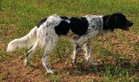 picture of dog
