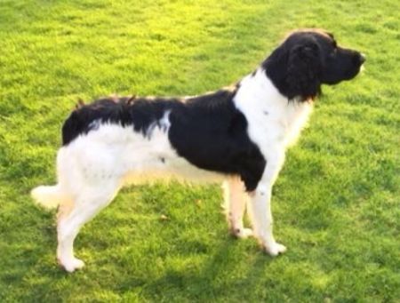 picture of dog