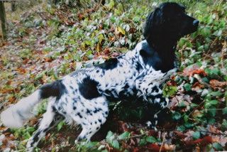picture of dog