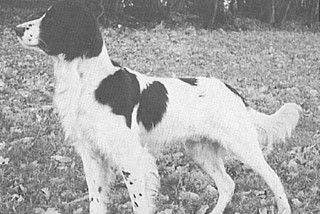 picture of dog