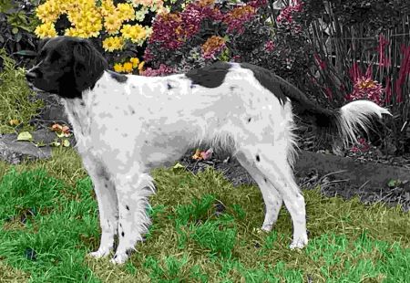 picture of dog