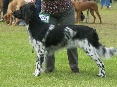 picture of dog