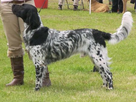 picture of dog