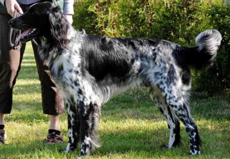 picture of dog