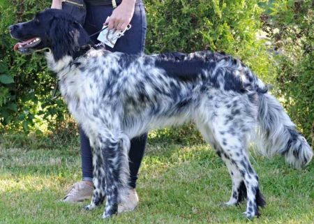 picture of dog