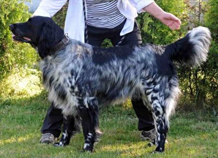 picture of dog