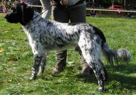 picture of dog