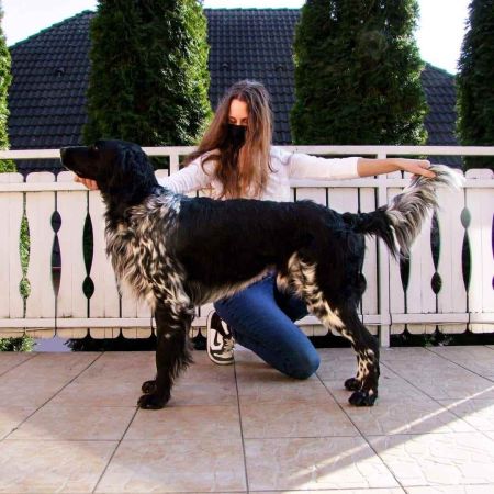 picture of dog