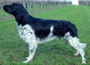 picture of dog