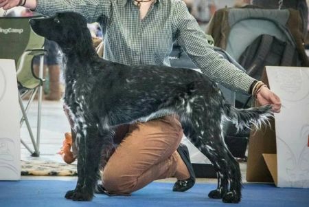 picture of dog