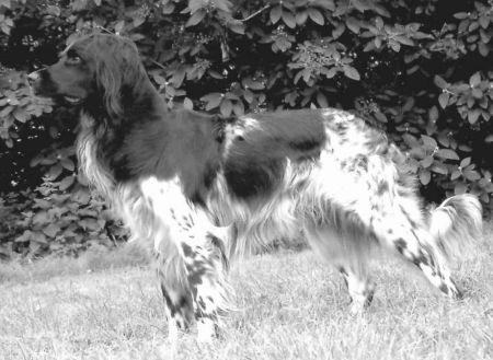 picture of dog