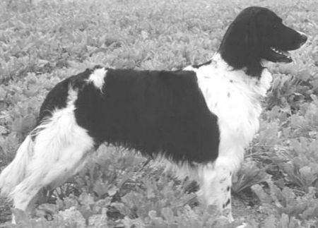 picture of dog