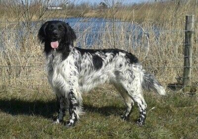picture of dog