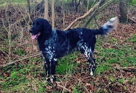 picture of dog