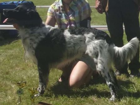picture of dog