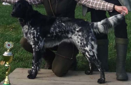 picture of dog