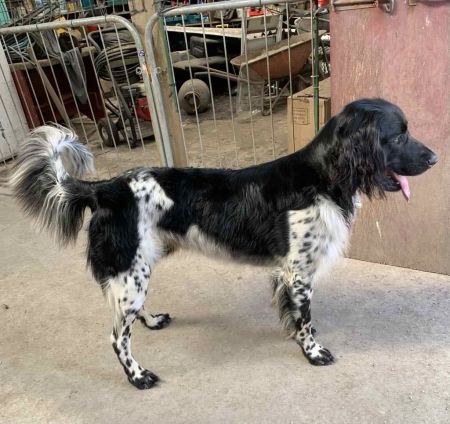 picture of dog