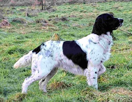picture of dog