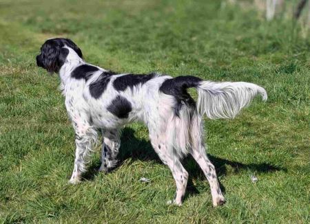 picture of dog