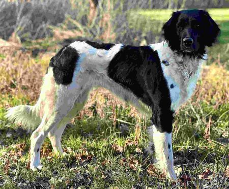 picture of dog
