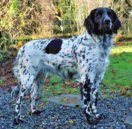 picture of dog