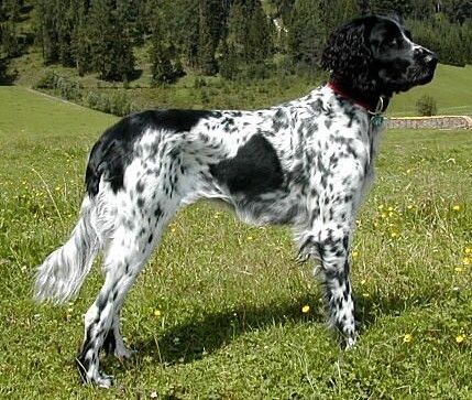 picture of dog