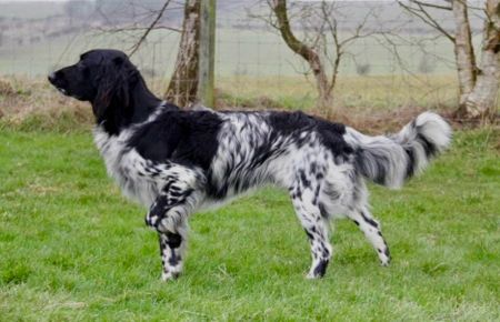 picture of dog
