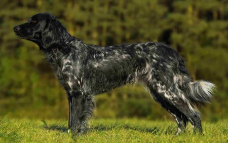picture of dog