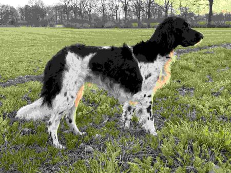 picture of dog