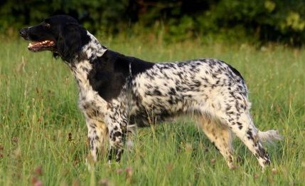 picture of dog