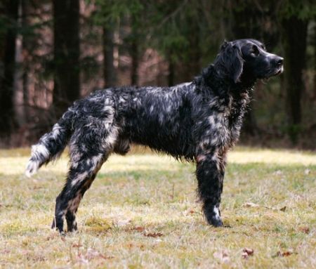 picture of dog