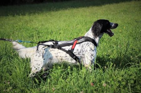 picture of dog