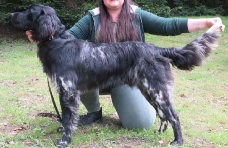 picture of dog