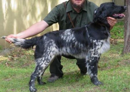 picture of dog