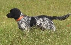 picture of dog