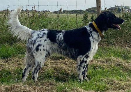picture of dog