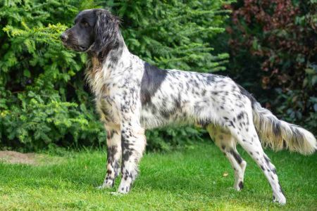 picture of dog