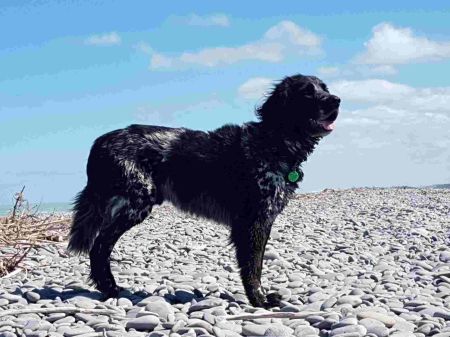 picture of dog