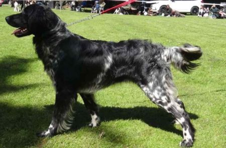picture of dog