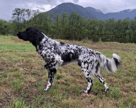 picture of dog