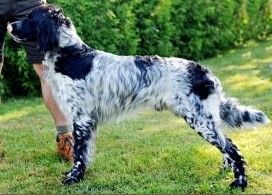 picture of dog
