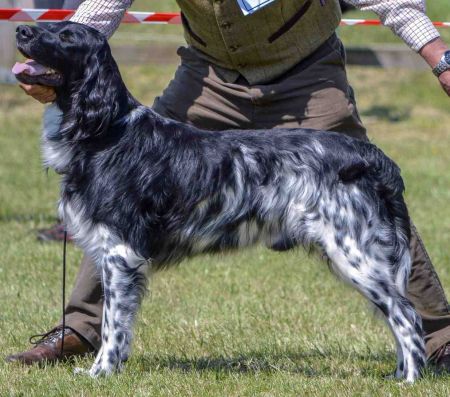 picture of dog