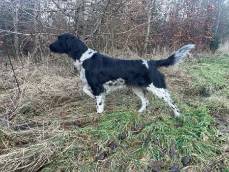 picture of dog