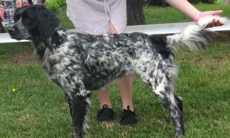 picture of dog