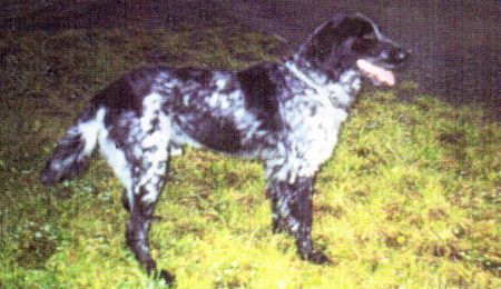 picture of dog