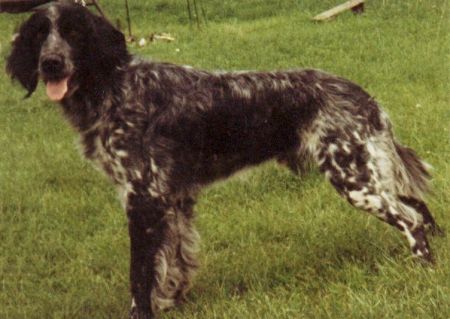 picture of dog
