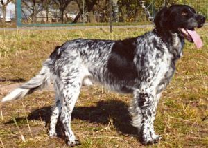 picture of dog