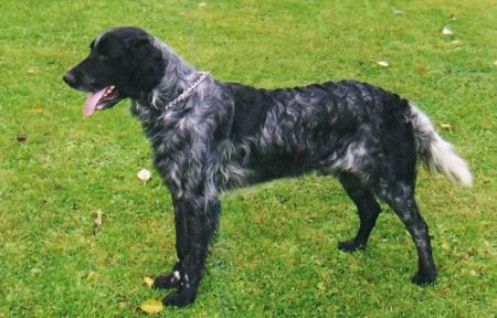 picture of dog