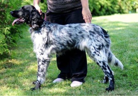 picture of dog