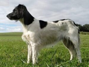 picture of dog